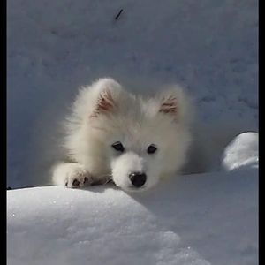 Meet your Posher, Jeannine